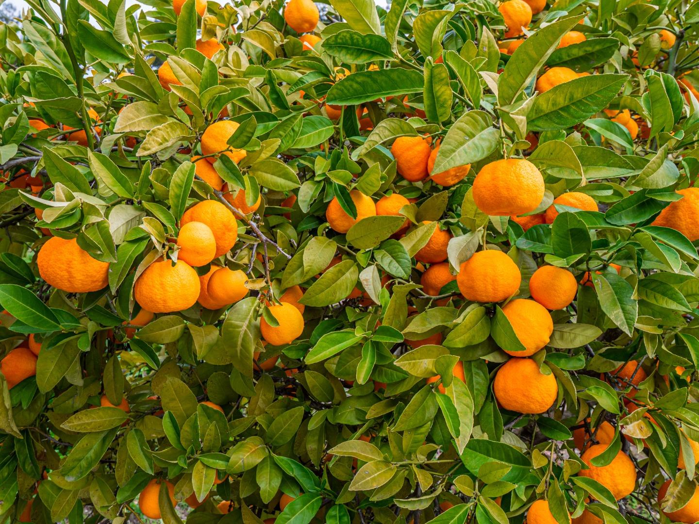 1584 Tindall Ranch Road Corralitos, CA 95076 - Photo 37 of 104