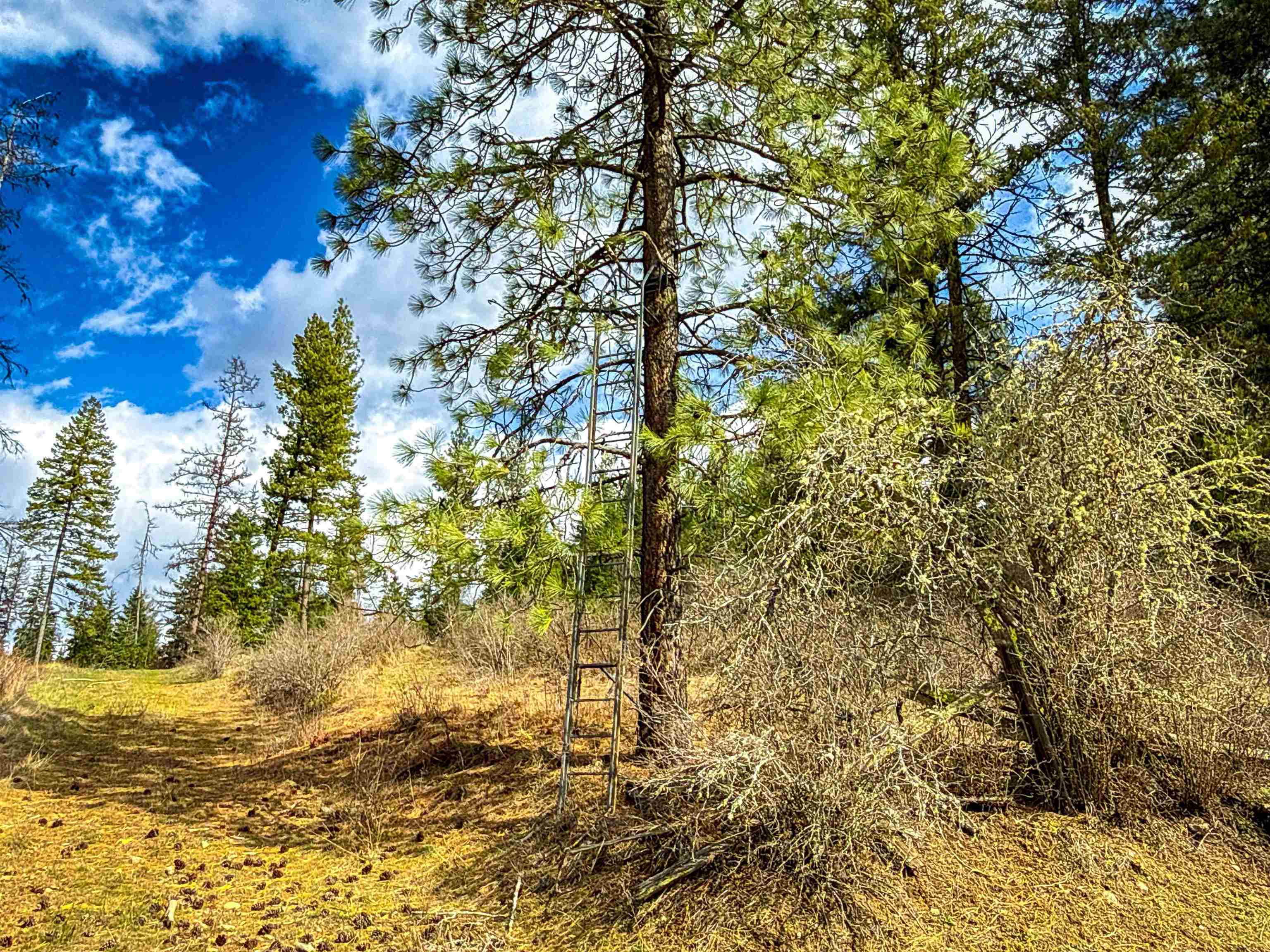 Nka Frissell Road Usk, WA 99180 - Photo 14 of 38