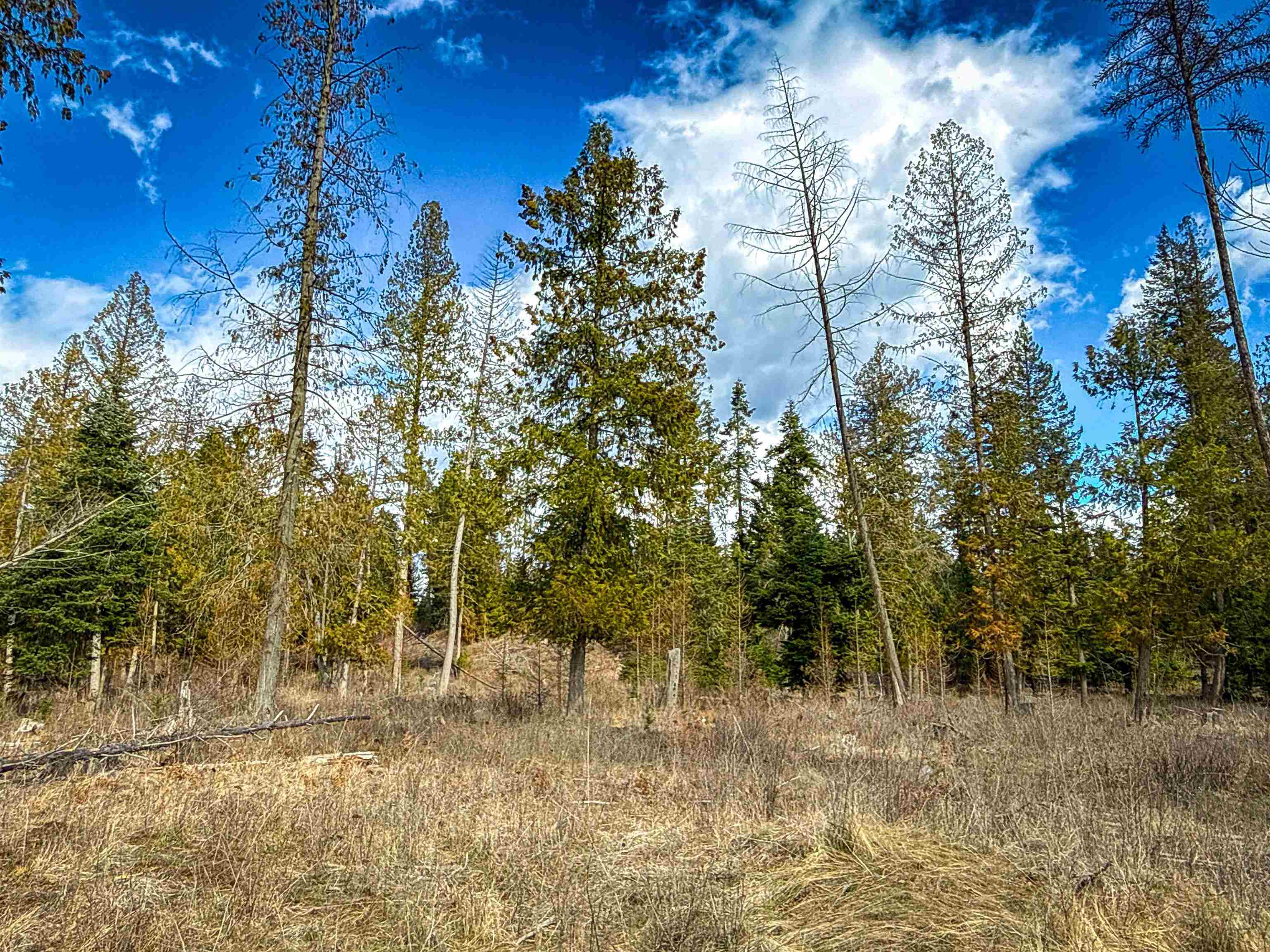 Nka Frissell Road Usk, WA 99180 - Photo 20 of 38