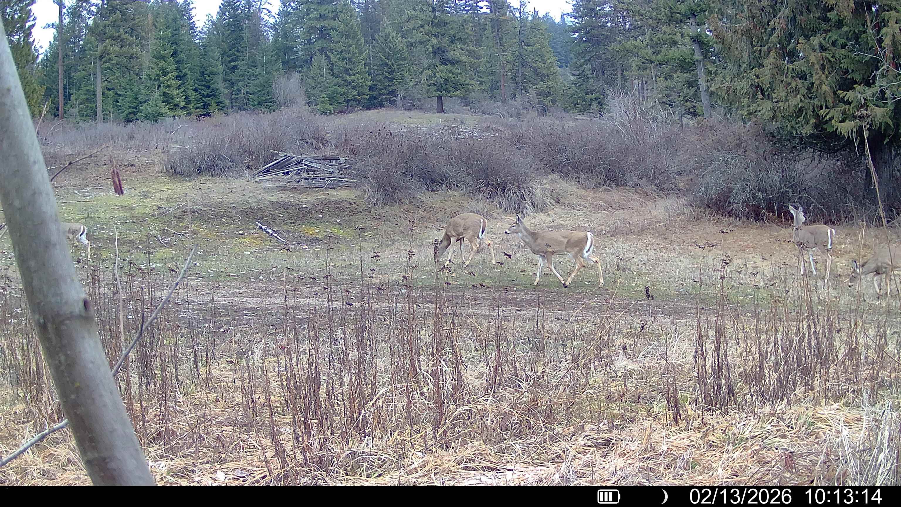 Nka Frissell Road Usk, WA 99180 - Photo 34 of 38