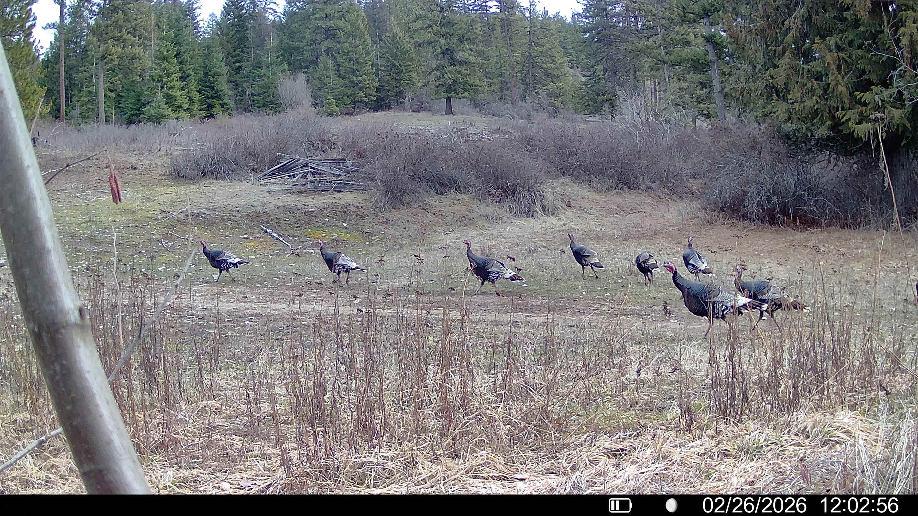 Nka Frissell Road Usk, WA 99180 - Photo 37 of 38