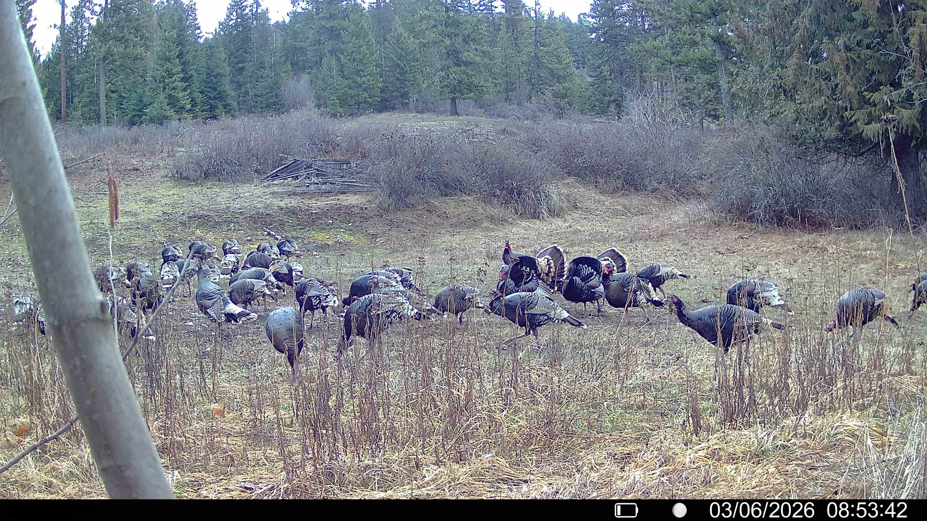 Nka Frissell Road Usk, WA 99180 - Photo 38 of 38