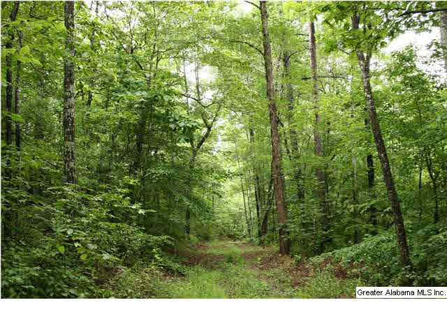 Cook Springs Road, Unit 320 Pell City, AL 35125 - Photo 10 of 24 Gallery Image 10