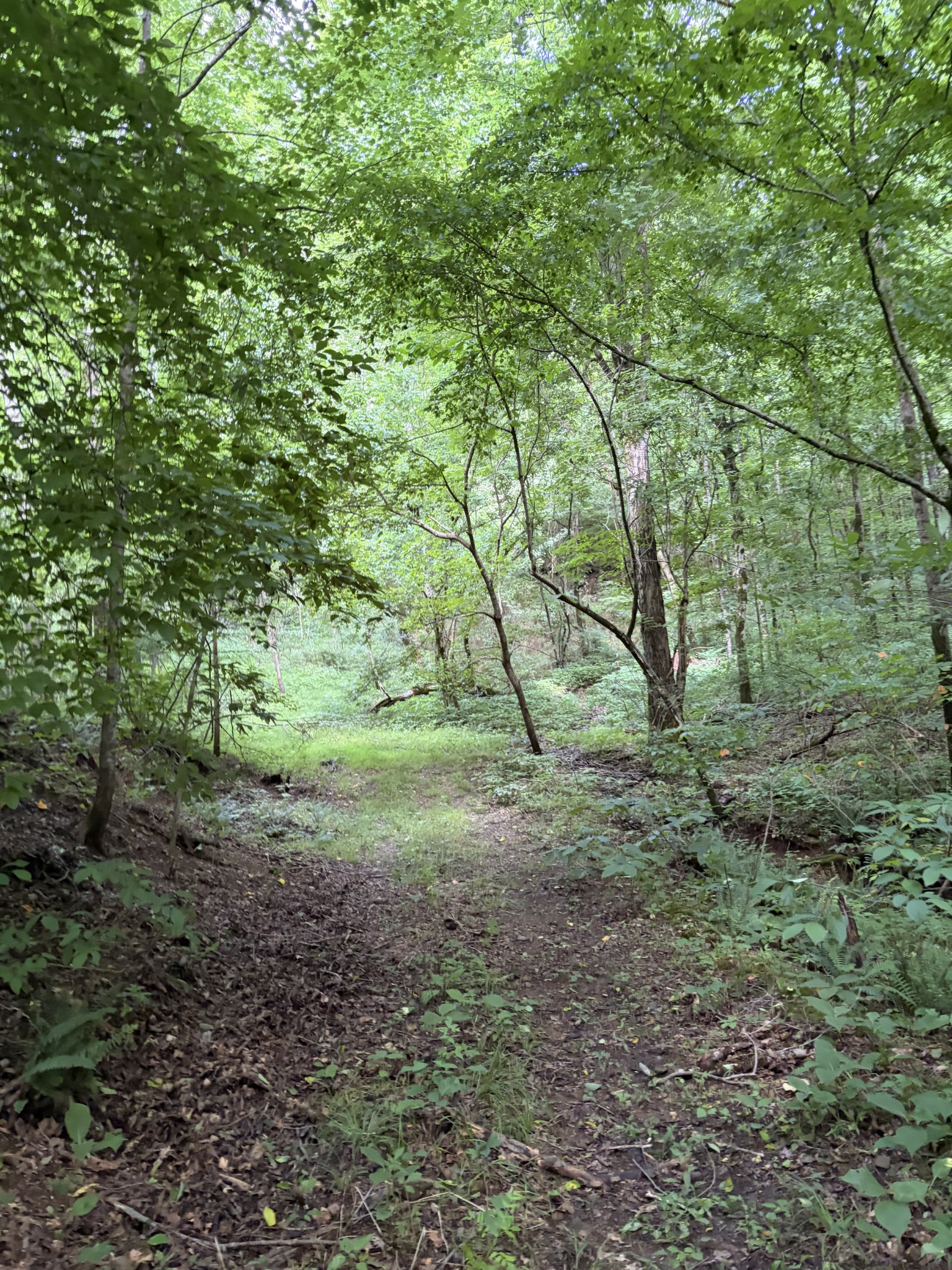 0 Kelso-Smithland Road Kelso, TN 37348 - Photo 12 of 45 a view of a yard with a tree