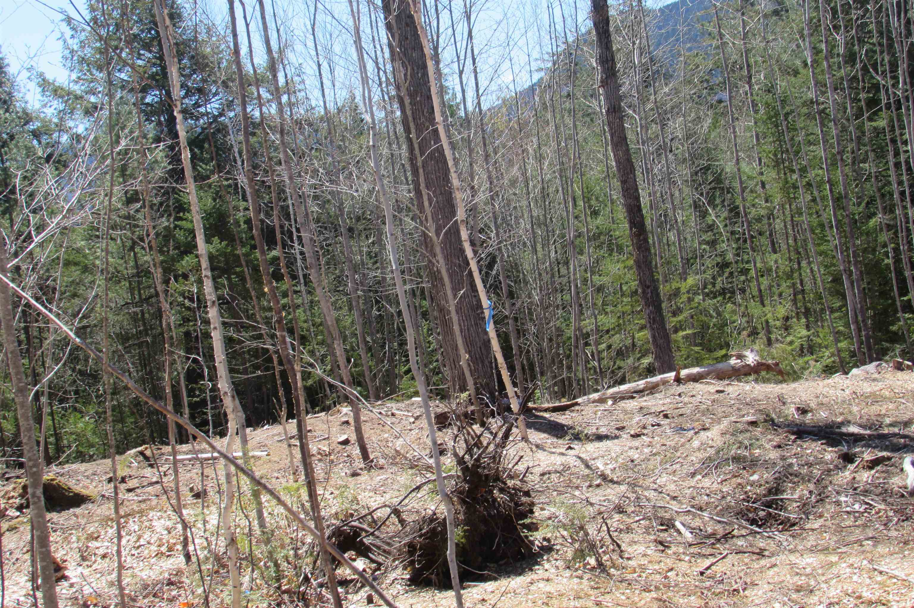 F9 Cave Mountain Road Glen, NH 03838 - Photo 5 of 6