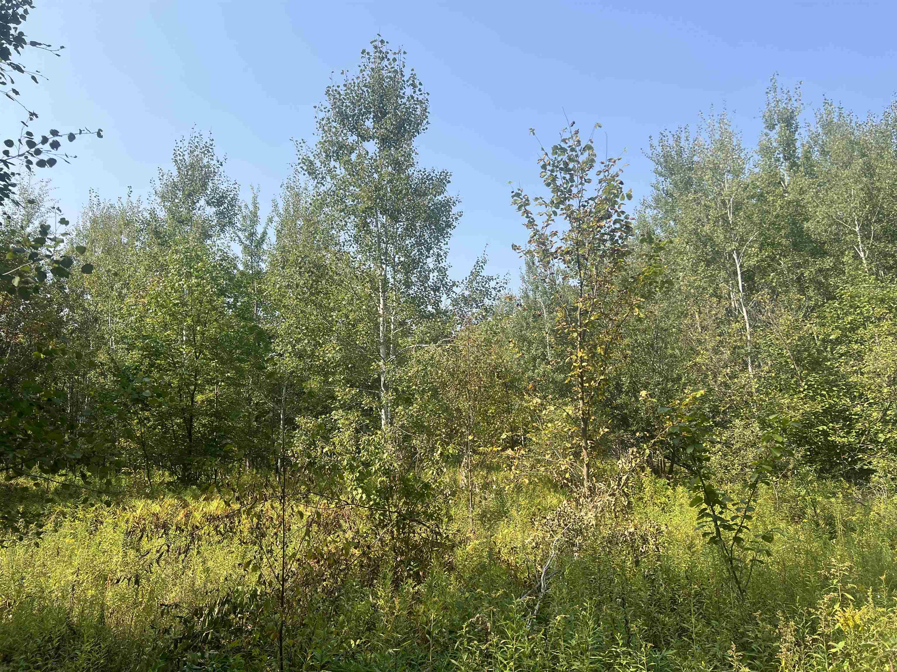 0 30 West 30 1/4 Road Harrietta, MI 49638 - Photo 9 of 9 1927076-80cb43c1-b745-49d7-a21d-6ed8315b4001.JPG
