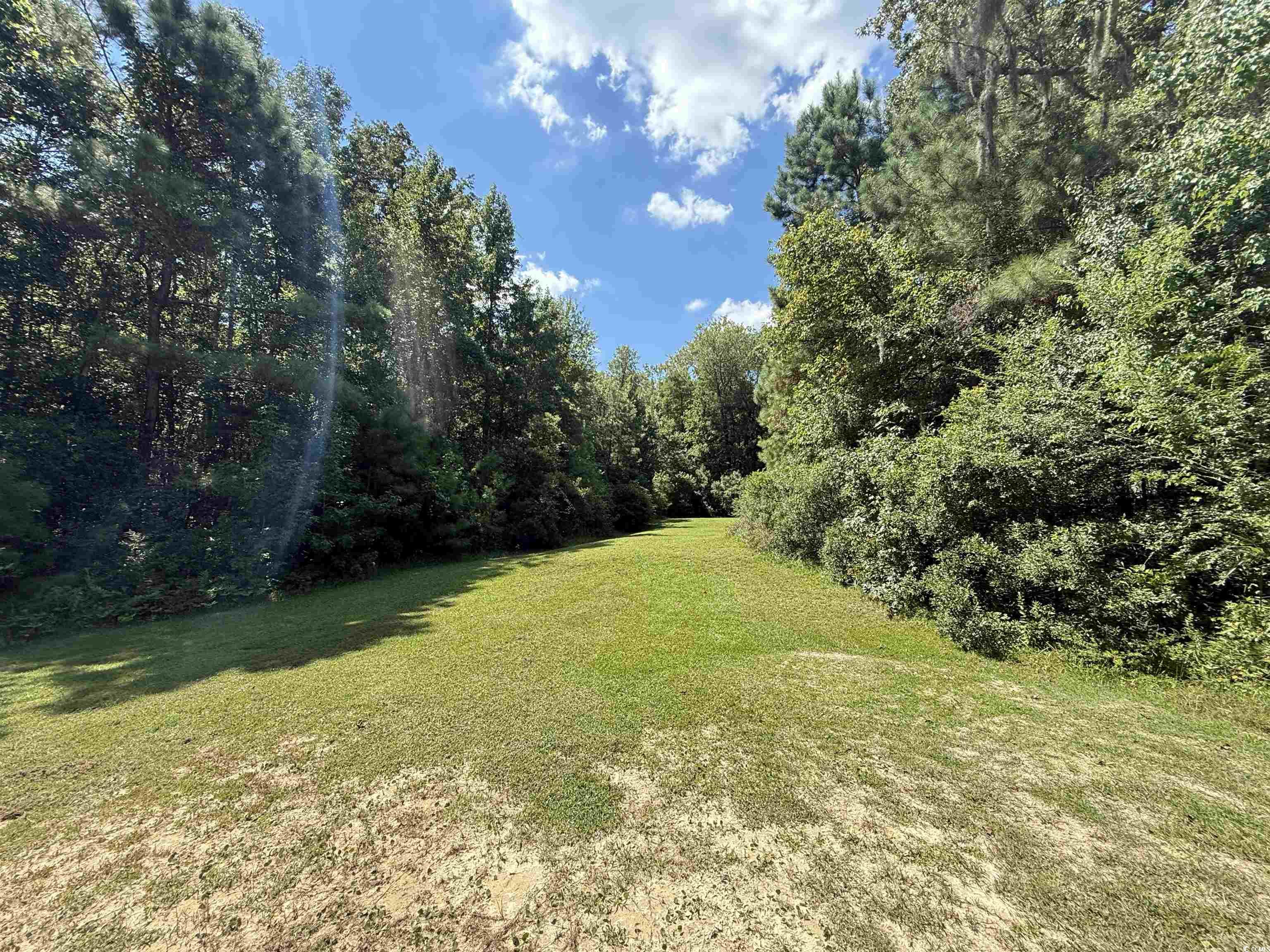 175 Commanders Island Road Georgetown, SC 29440 - Photo 5 of 10 View of green lawn featuring a forest view
