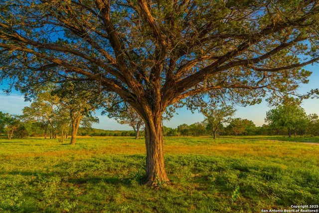 a view of yard with trees