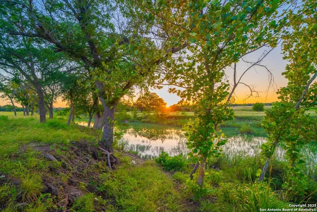 a backyard of a house with lots of plants and large tree
