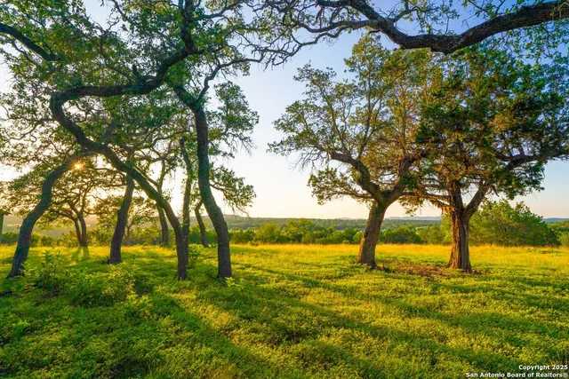 a view of yard with trees