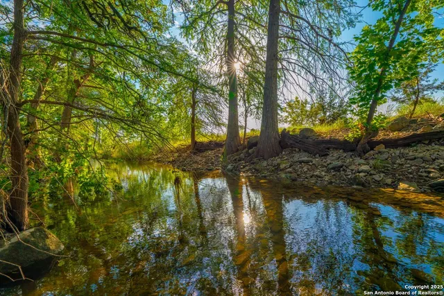 a view of a tree in a yard