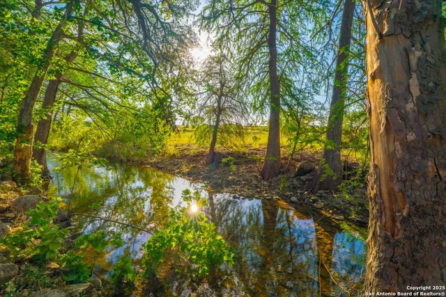 a view of a tree in a yard