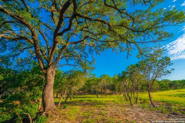 a view of yard with palm trees