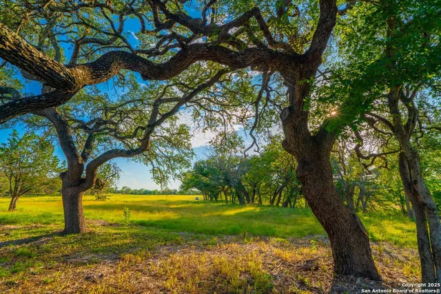 a view of a yard with an tree
