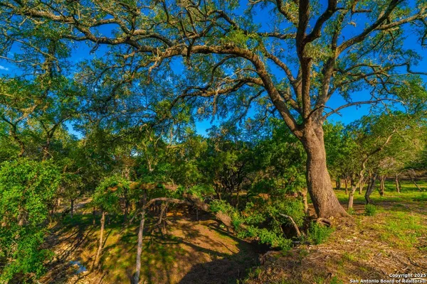a view of a tree in a yard