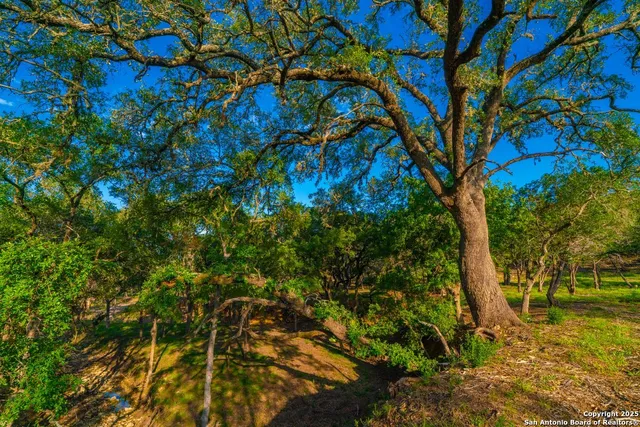 a view of a tree in a yard
