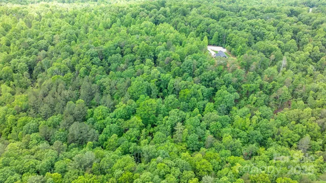 a view of a lush green forest