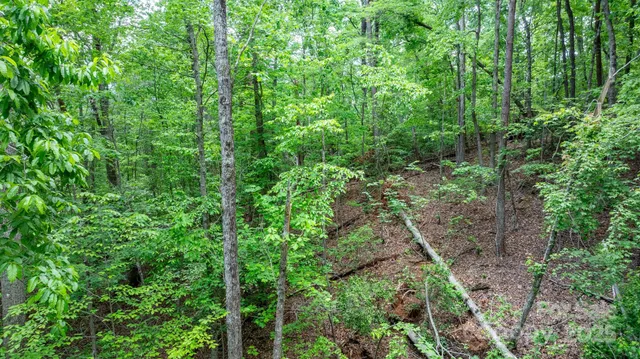 a view of a lush green forest