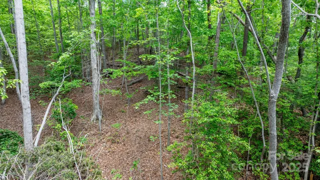 a view of a lush green space