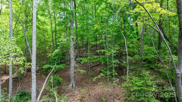 a view of a plant in a garden