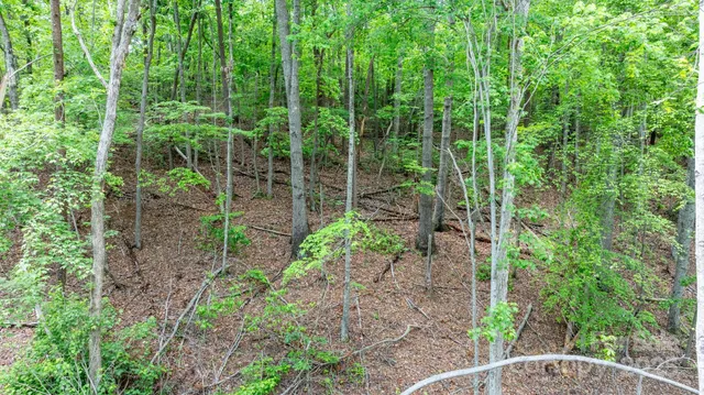 a view of a yard with plants and large trees