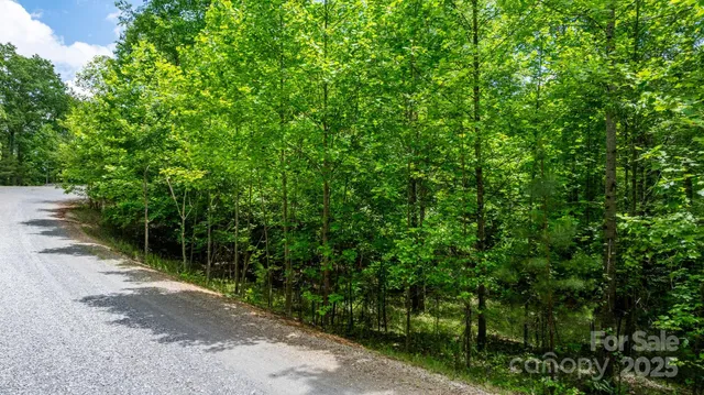 a view of a lush green forest with lots of trees