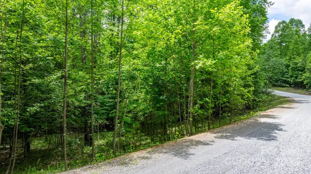 a view of a forest with trees in front of it