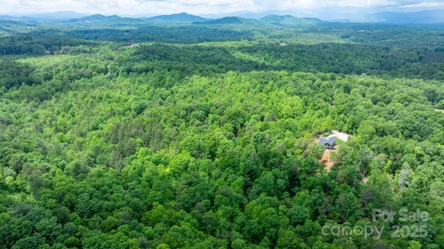 a view of a lush green forest with trees in the background