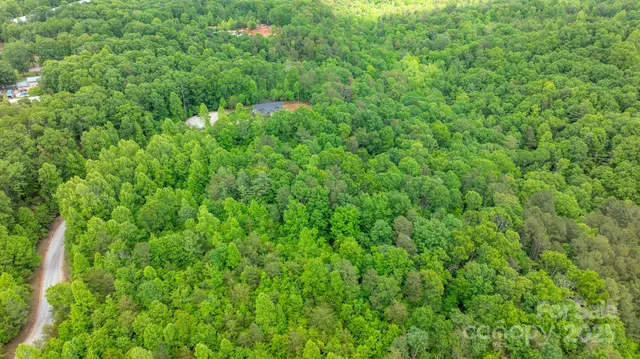 a view of a lush green forest