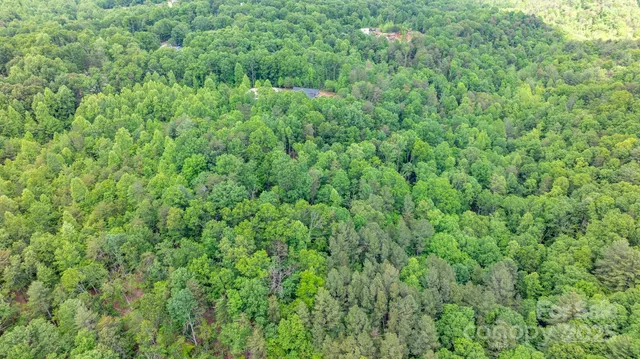 a view of a lush green forest