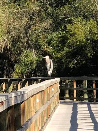 a view of a yard with plants and trees