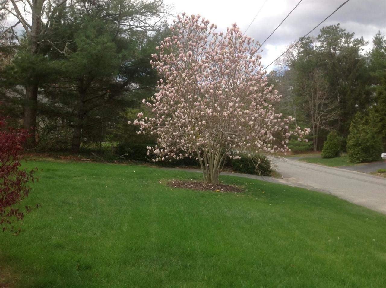 110 Guildford Road Centerville, MA 02632 - Photo 22 of 25 a view of a field of grass and trees