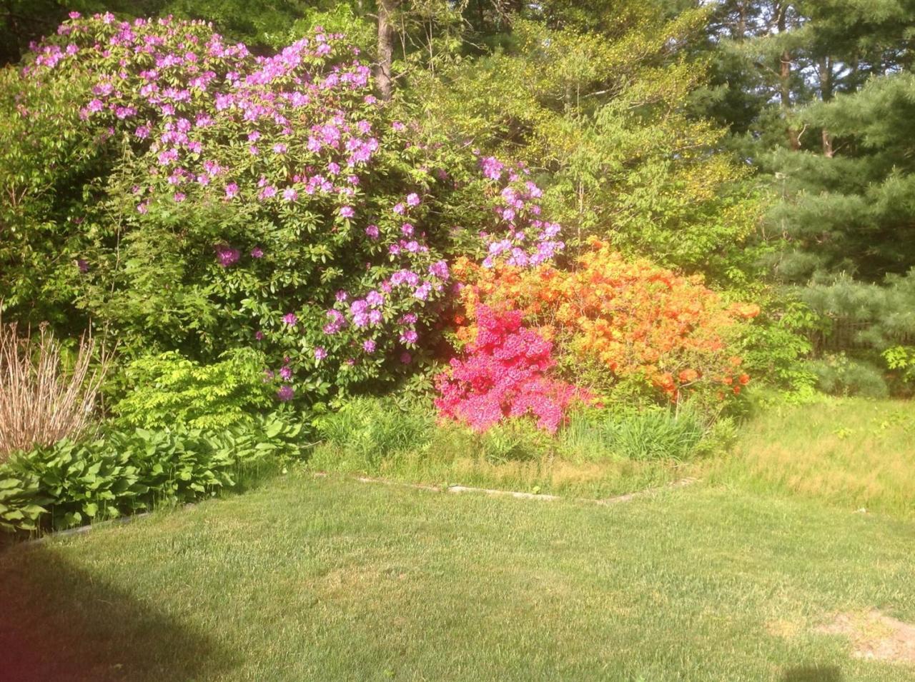 110 Guildford Road Centerville, MA 02632 - Photo 24 of 25 a view of a flower