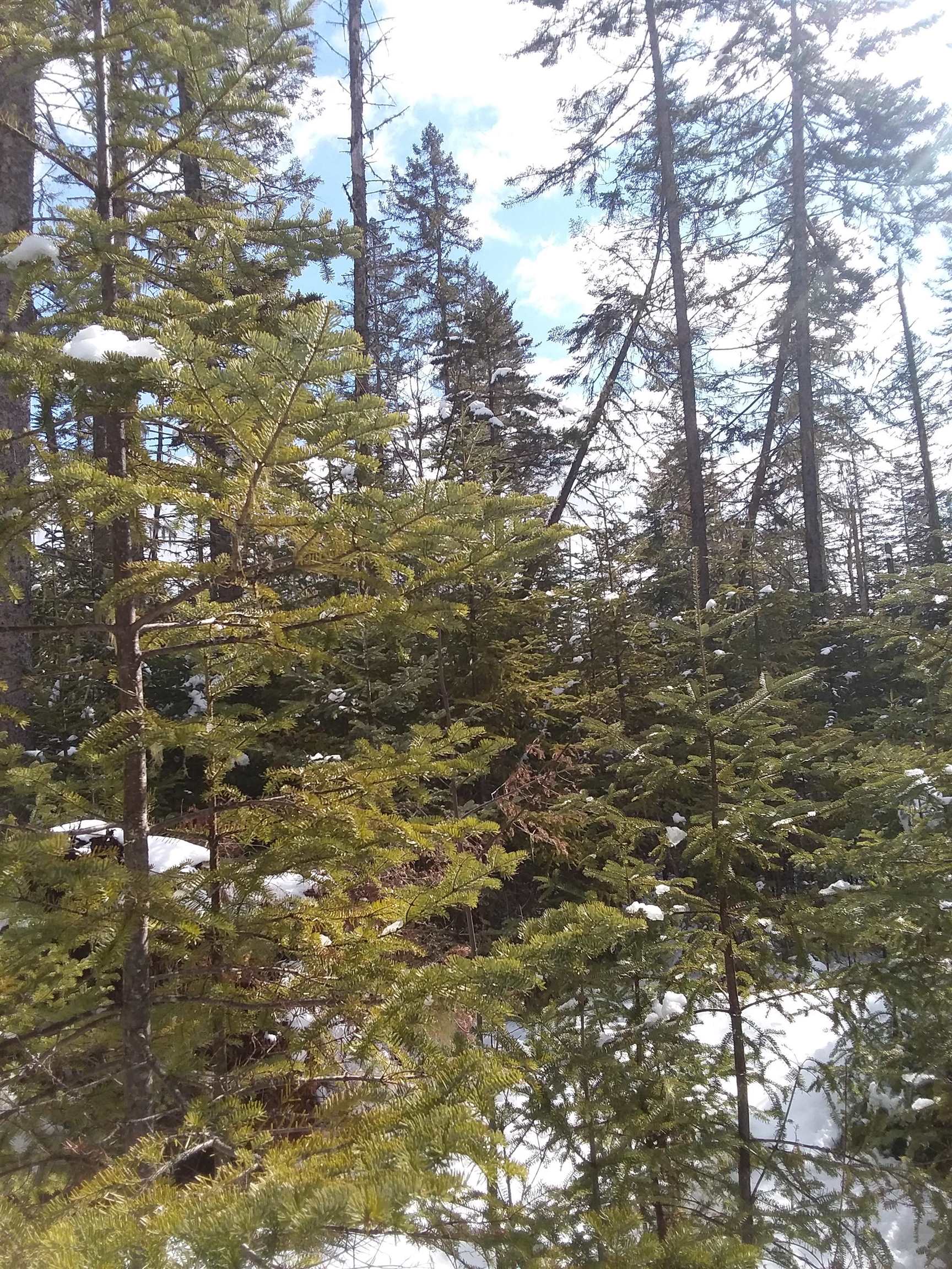 Hill Road, Unit 89 Dummer, NH 03588 - Photo 1 of 4 Gallery Image 1