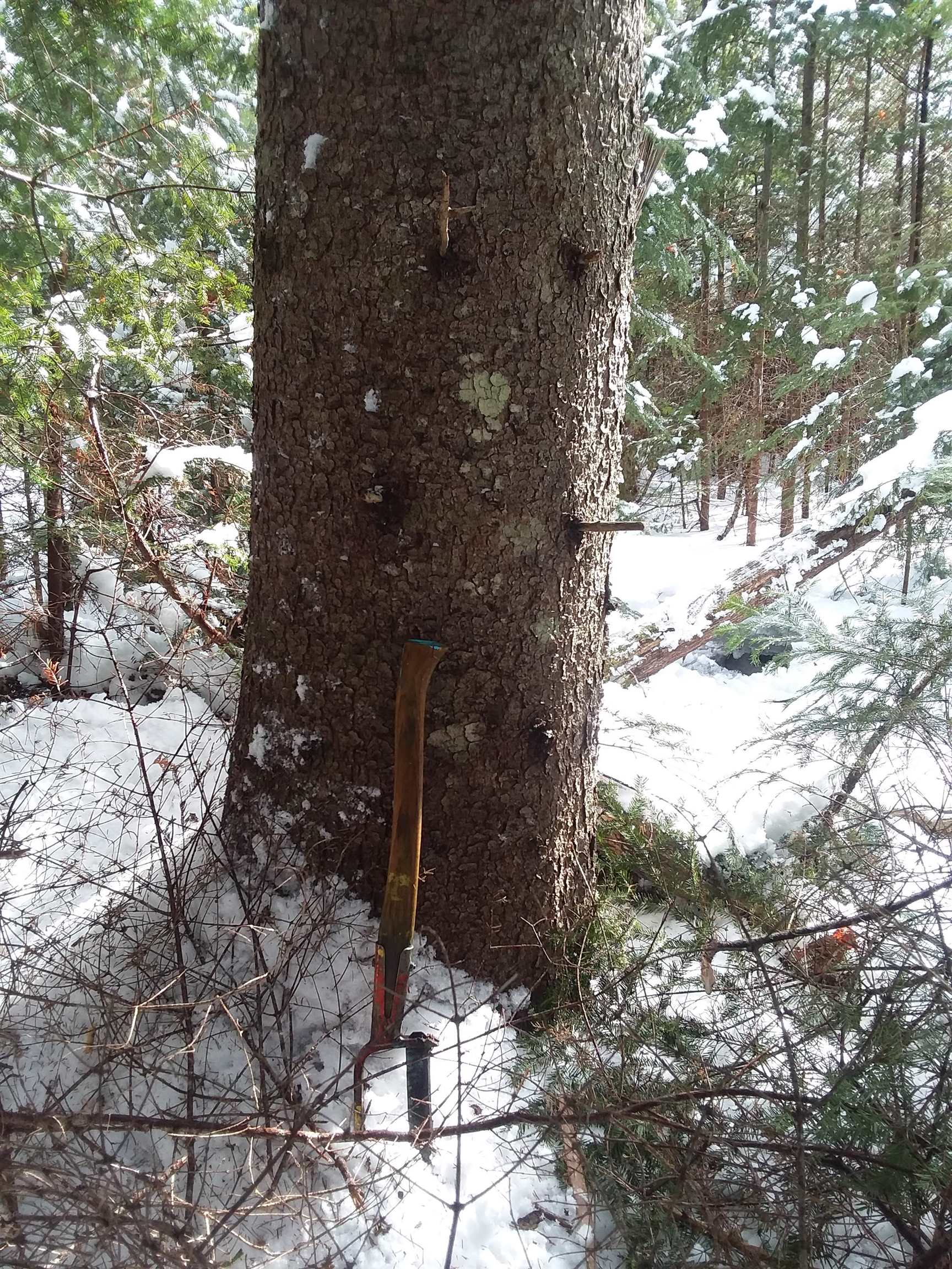 Hill Road, Unit 89 Dummer, NH 03588 - Photo 2 of 4 Gallery Image 2