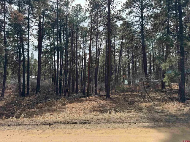 a view of a backyard with trees