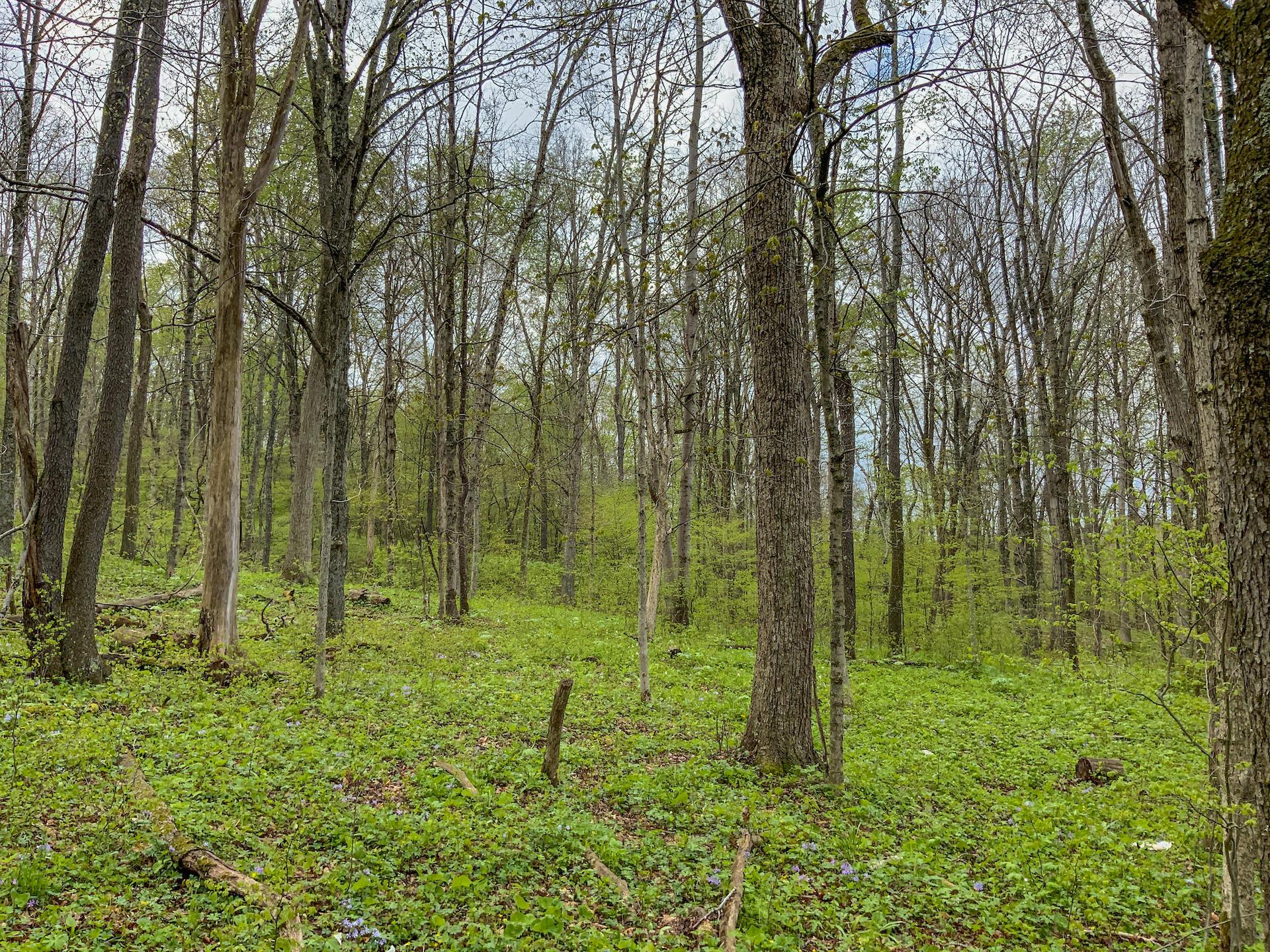 0 Upper Clearfork Road Cadiz, OH 43907 - Photo 11 of 43