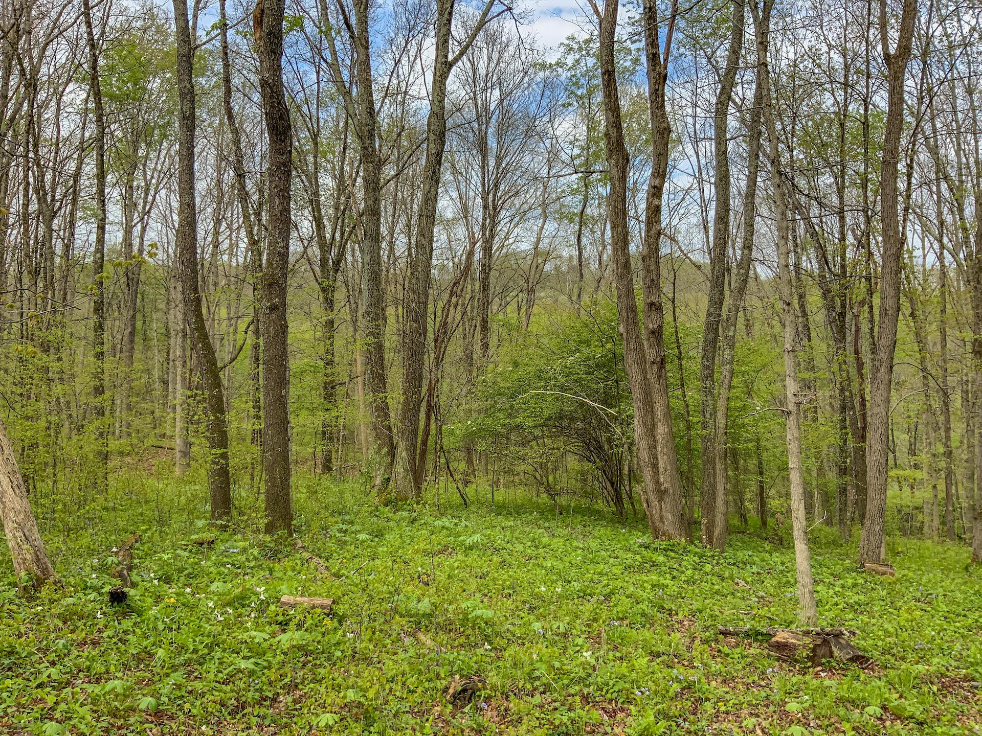 0 Upper Clearfork Road Cadiz, OH 43907 - Photo 14 of 43