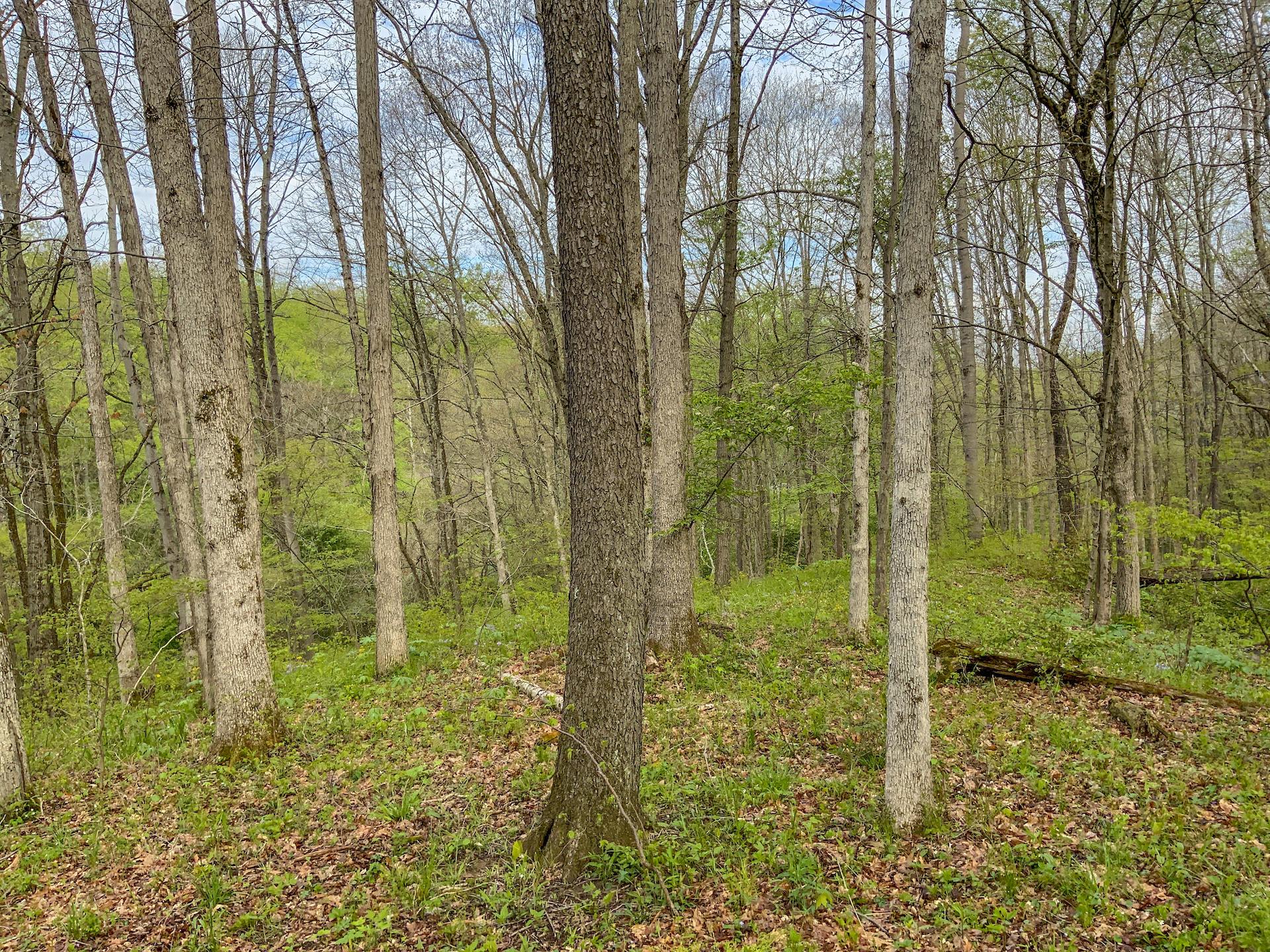 0 Upper Clearfork Road Cadiz, OH 43907 - Photo 15 of 43