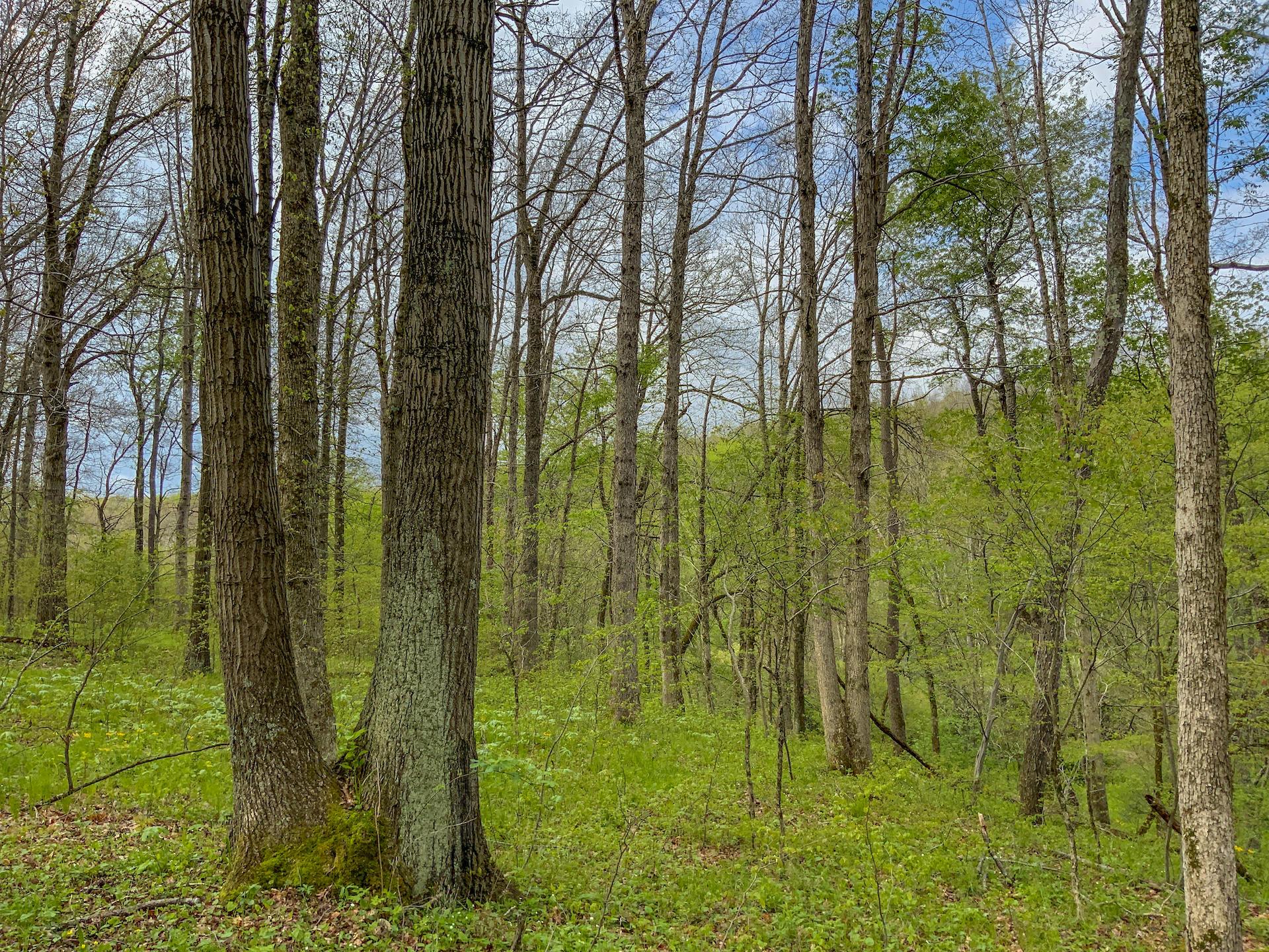 0 Upper Clearfork Road Cadiz, OH 43907 - Photo 16 of 43