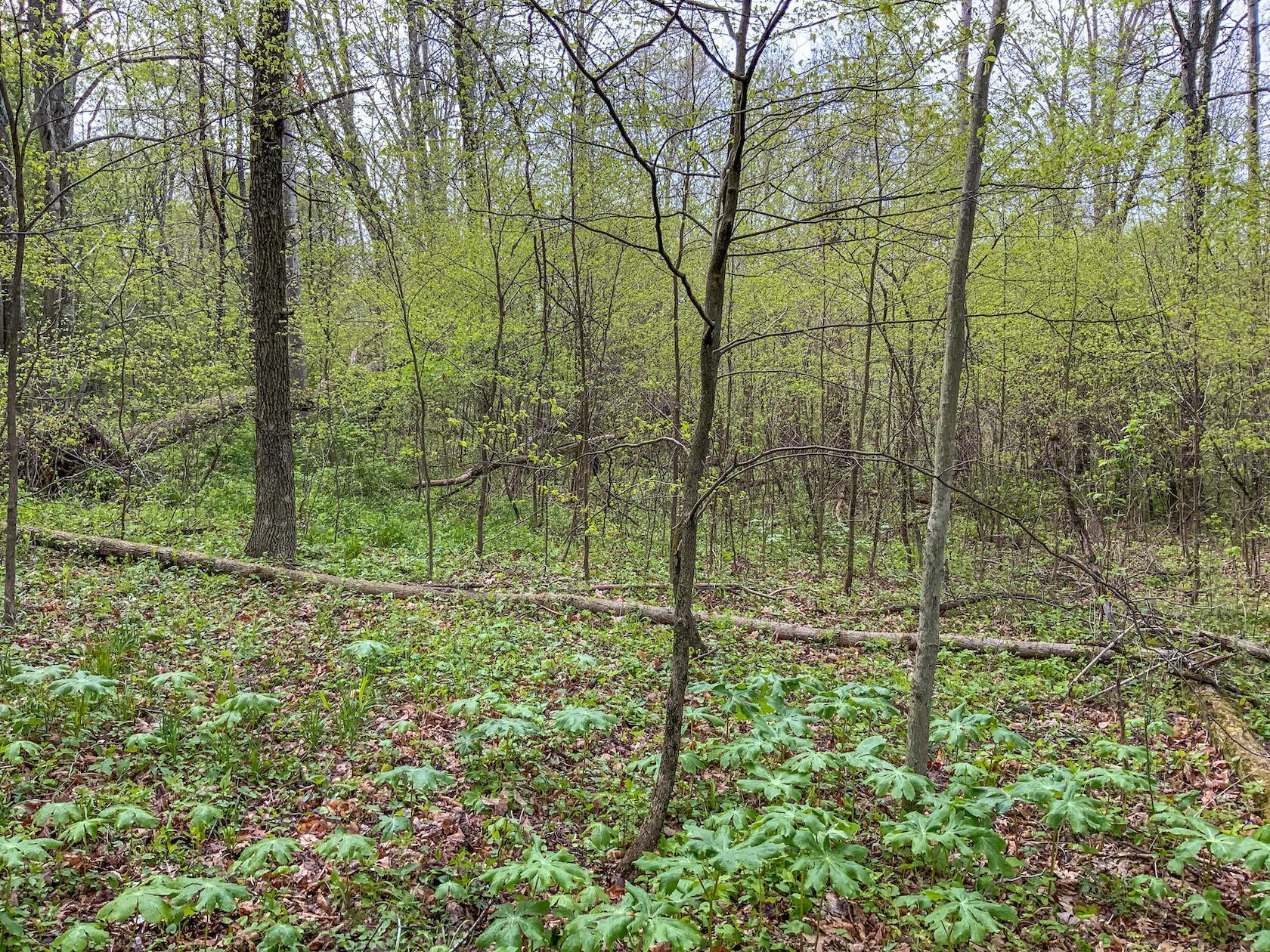 0 Upper Clearfork Road Cadiz, OH 43907 - Photo 18 of 43