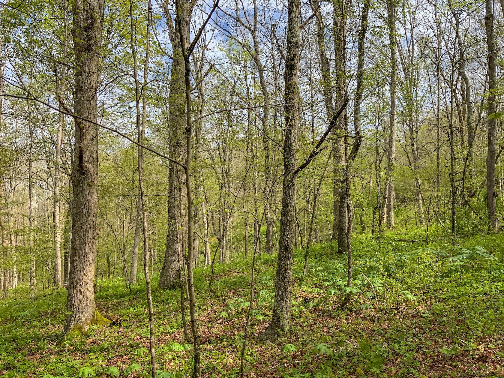 0 Upper Clearfork Road Cadiz, OH 43907 - Photo 19 of 43