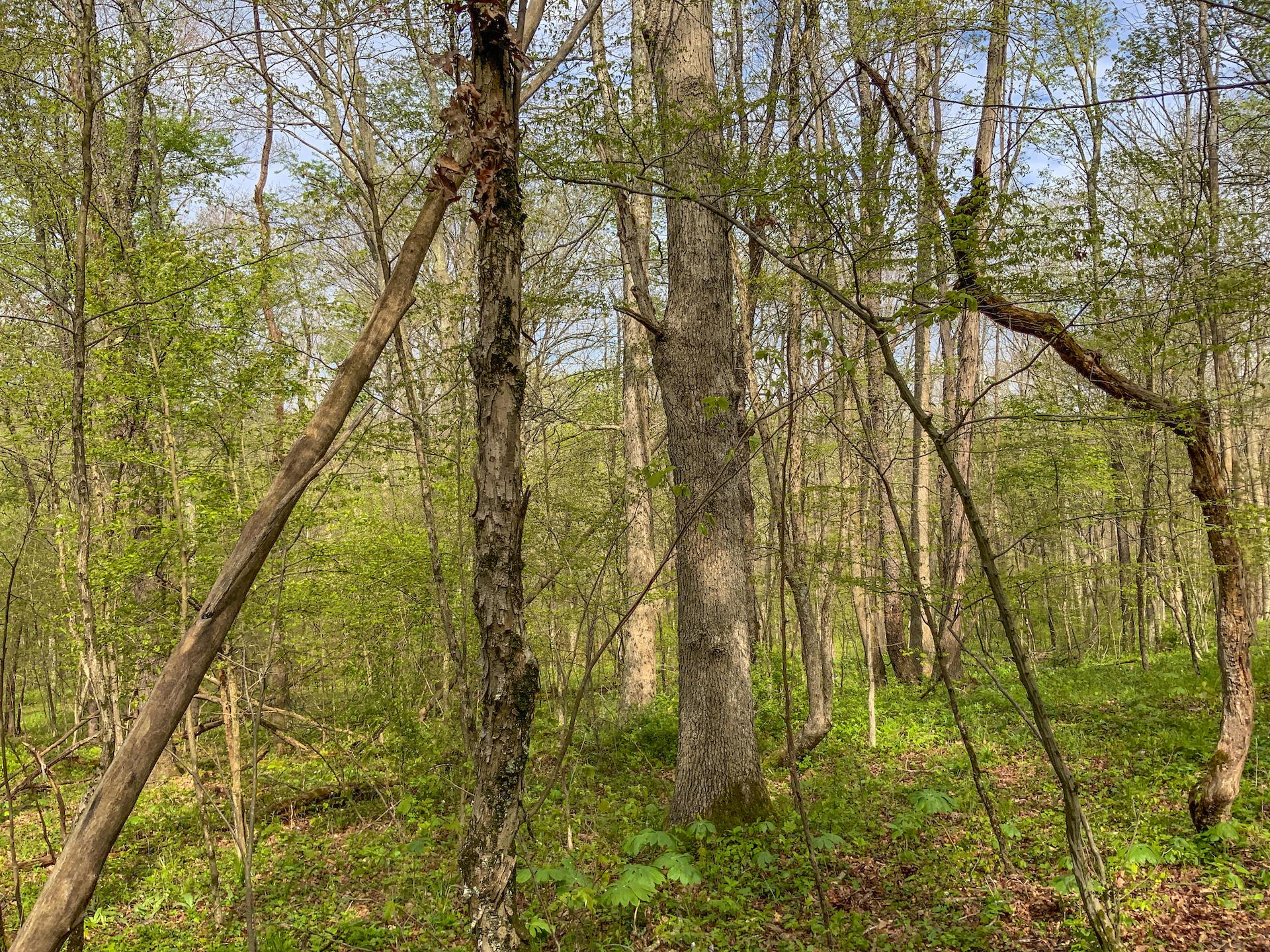 0 Upper Clearfork Road Cadiz, OH 43907 - Photo 20 of 43
