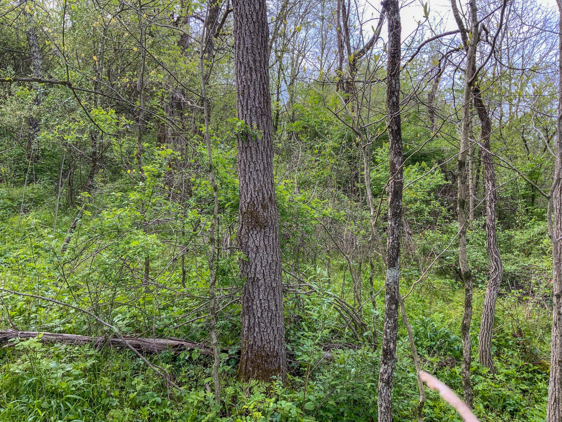 0 Upper Clearfork Road Cadiz, OH 43907 - Photo 22 of 43