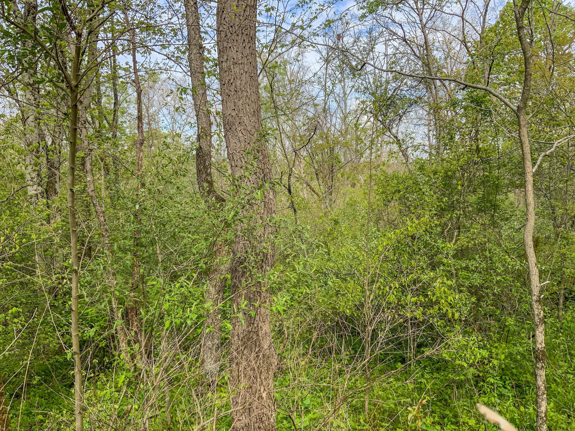 0 Upper Clearfork Road Cadiz, OH 43907 - Photo 23 of 43