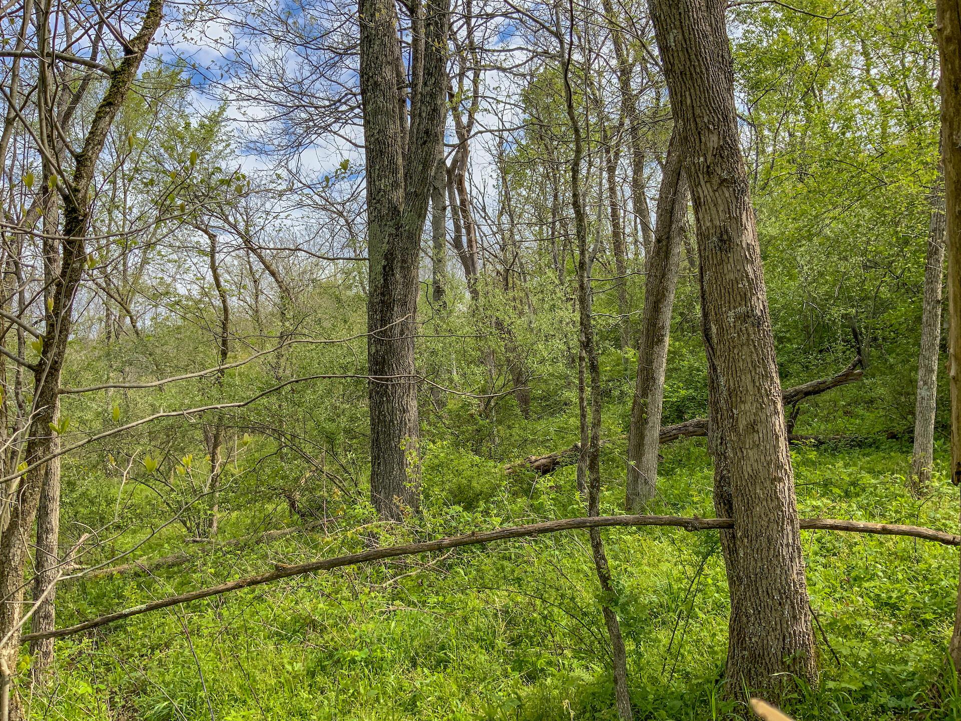 0 Upper Clearfork Road Cadiz, OH 43907 - Photo 24 of 43