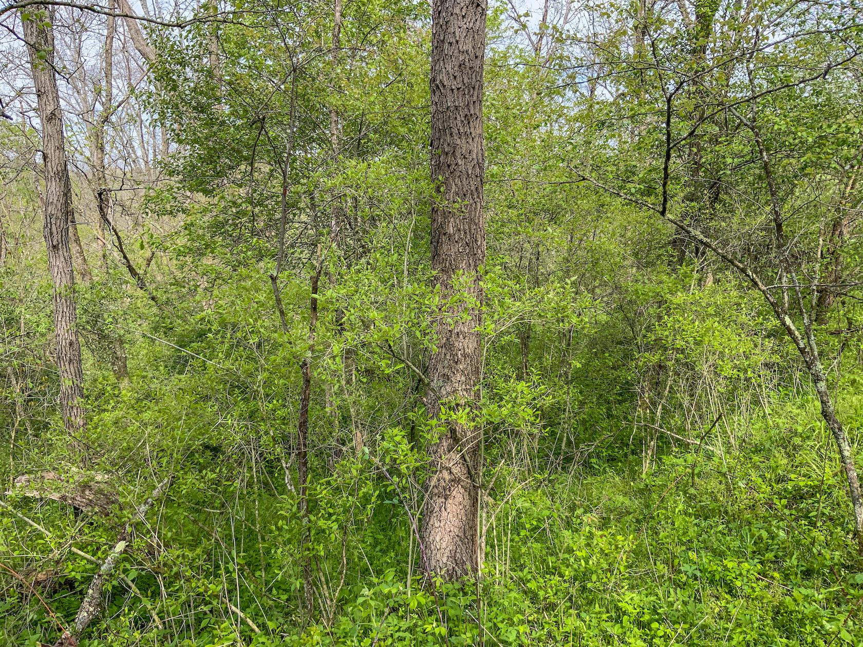 0 Upper Clearfork Road Cadiz, OH 43907 - Photo 25 of 43