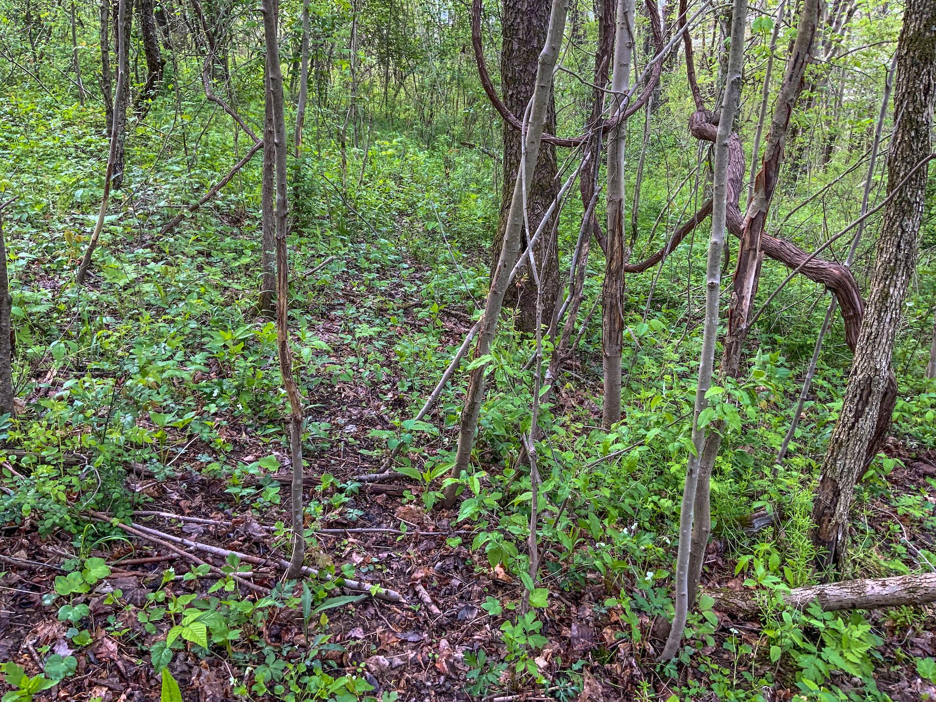 0 Upper Clearfork Road Cadiz, OH 43907 - Photo 27 of 43