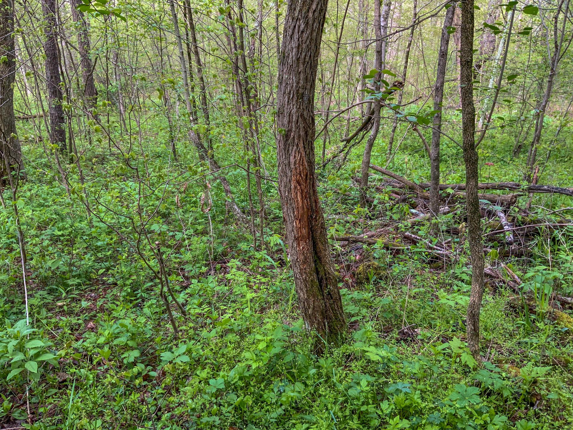 0 Upper Clearfork Road Cadiz, OH 43907 - Photo 28 of 43