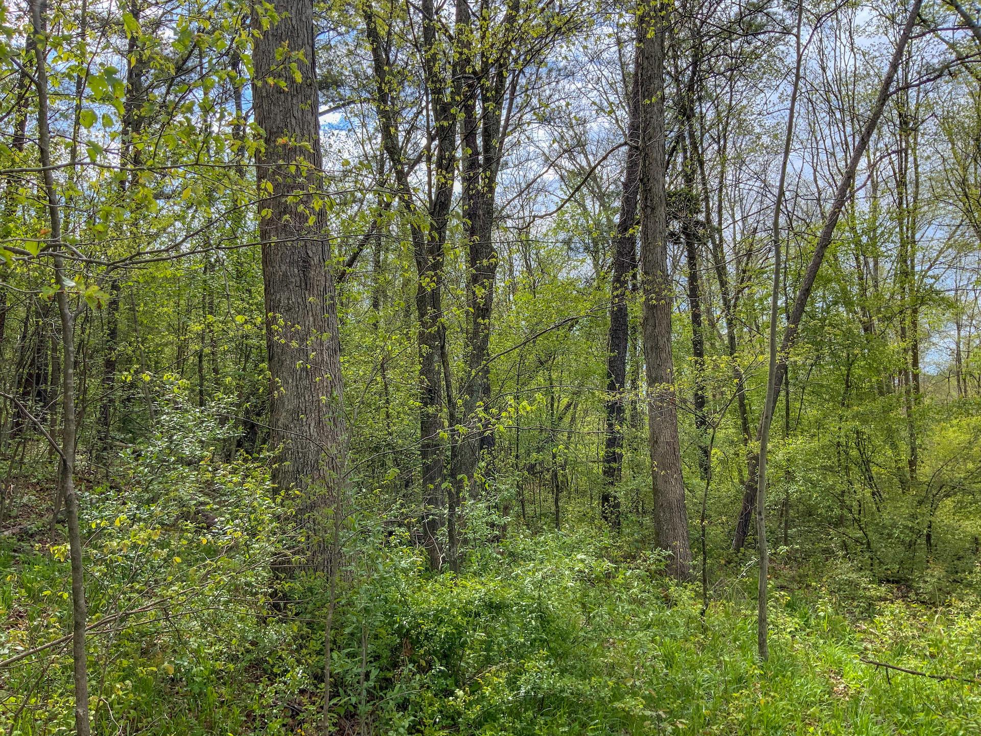 0 Upper Clearfork Road Cadiz, OH 43907 - Photo 29 of 43